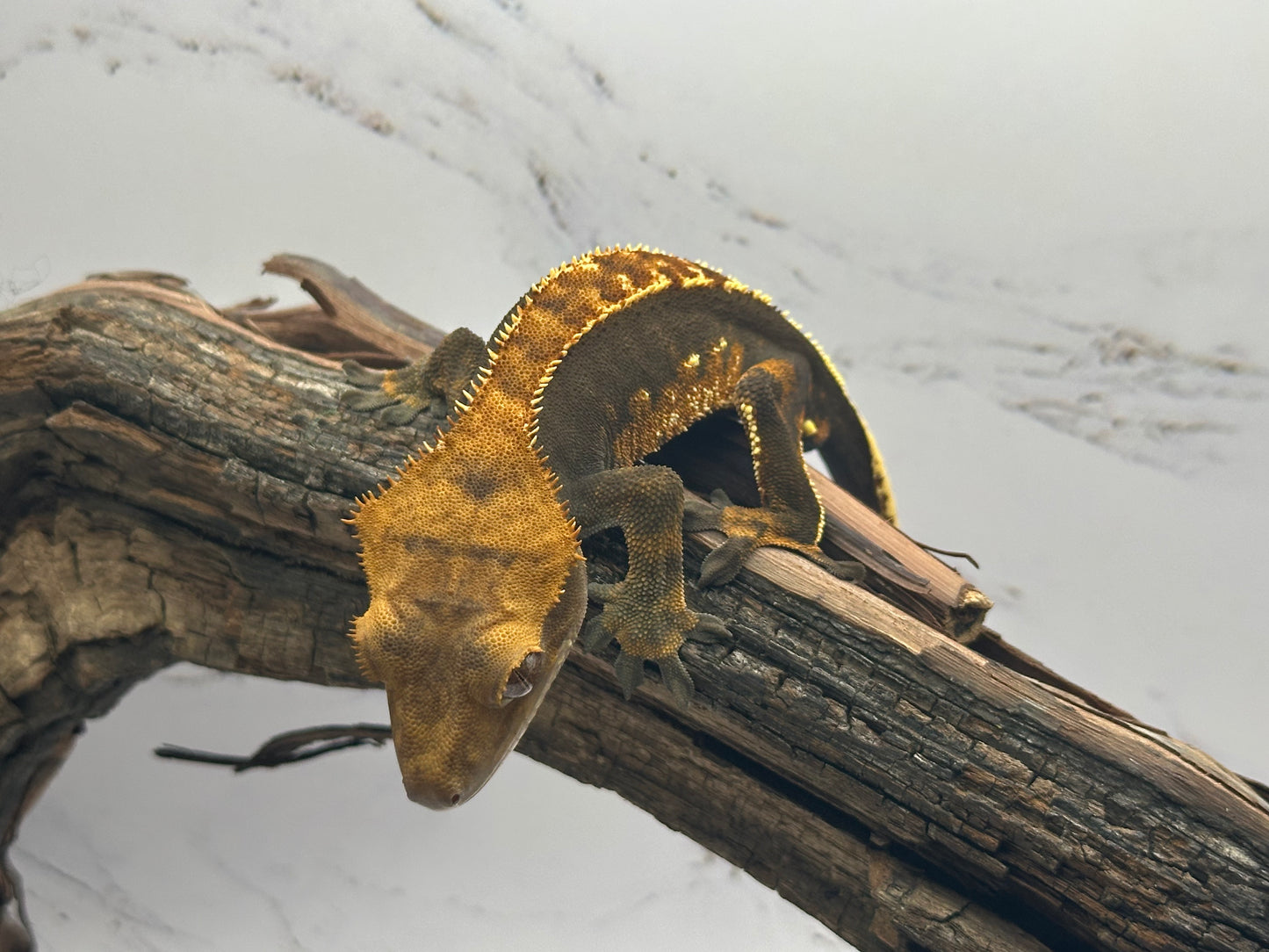 Harlequin Crested Gecko NC-15M