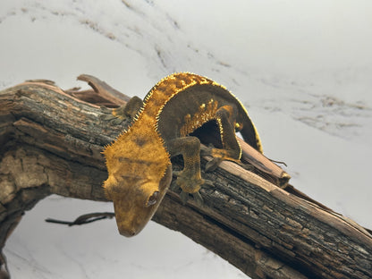 Harlequin Crested Gecko NC-15M