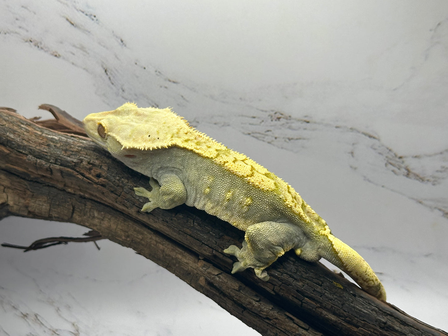 Harlequin Partial Pinstipe 66% Axanthic OC2-02M