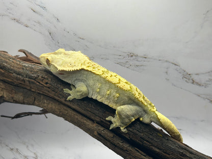 Harlequin Partial Pinstipe 66% Axanthic OC2-02M