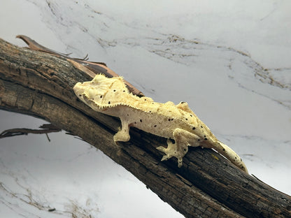 Brindle Dalmation MC2-20F