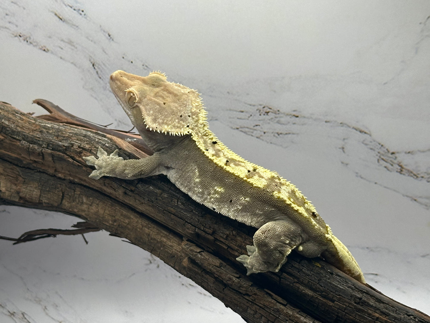 Harlequin Male Crested Gecko CC-11M