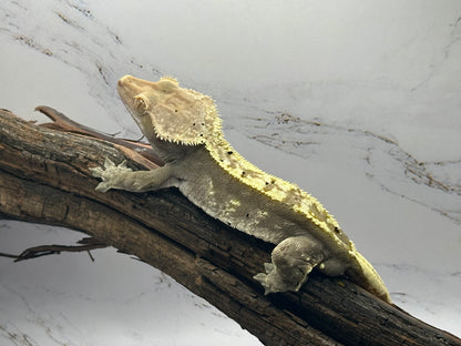 Harlequin Male Crested Gecko CC-11M