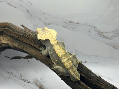 Harlequin Male Crested Gecko BAC-50M