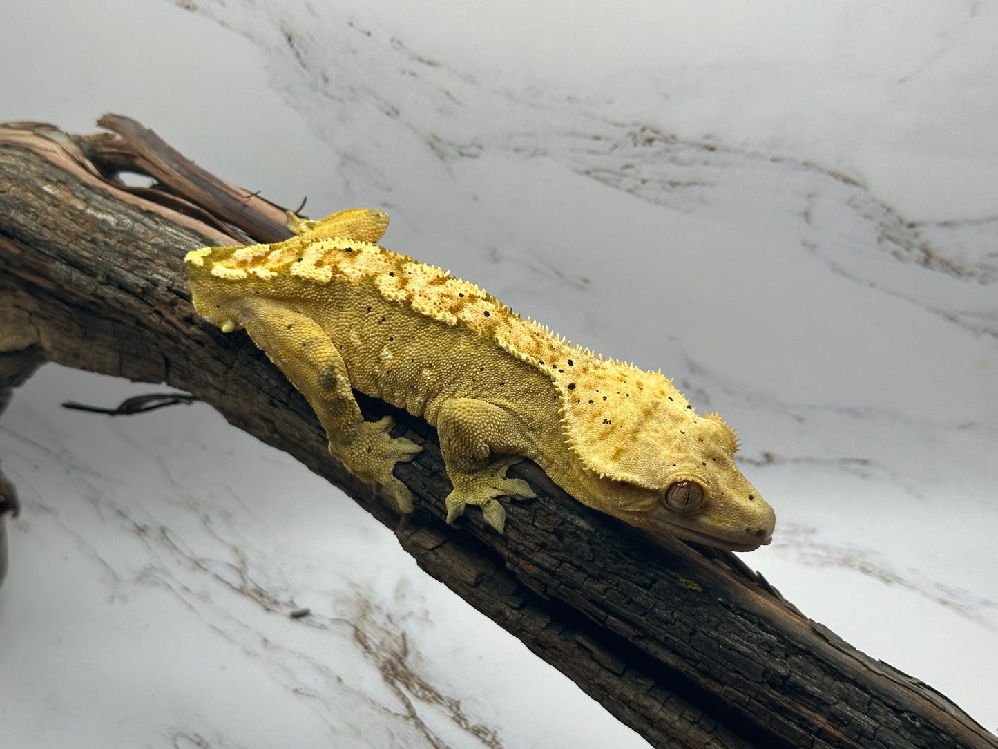 Harlequin Male Crested Gecko BAC-25M