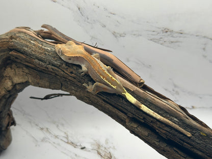 Juvenile Cappuccino Crested Gecko CAP-03J