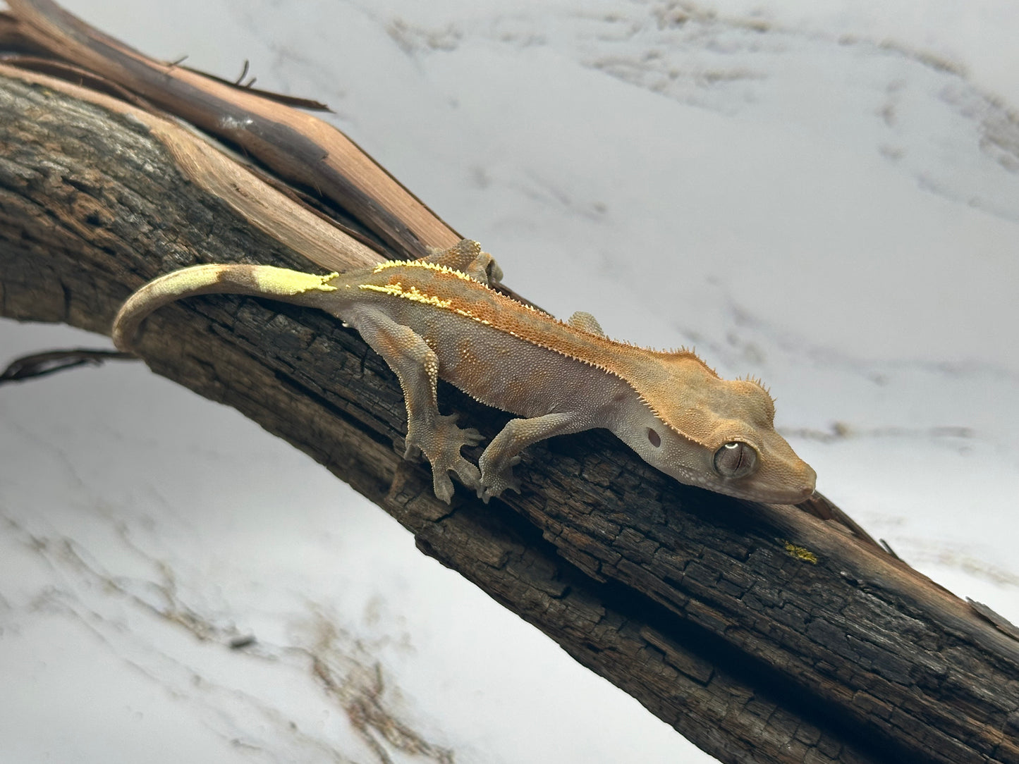 Juvenile Cappuccino Crested Gecko CAP-03J