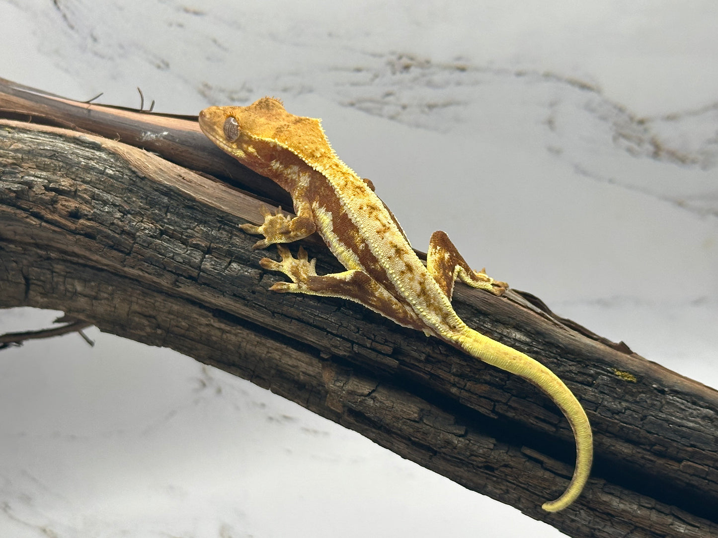 Juvenile Lily White Crested Gecko LW-02J