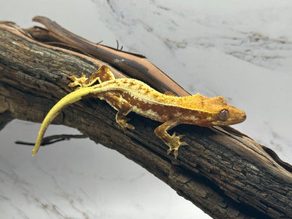 Juvenile Lily White Crested Gecko LW-02J