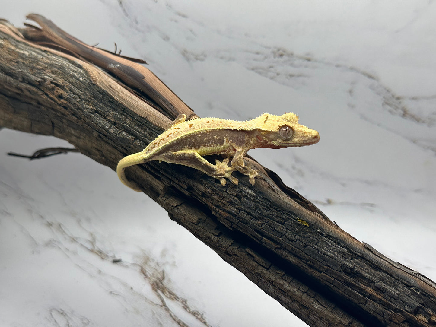 Juvenile Lily White Crested Gecko LW-03J