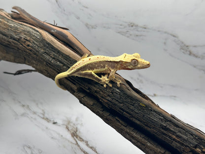 Juvenile Lily White Crested Gecko LW-03J