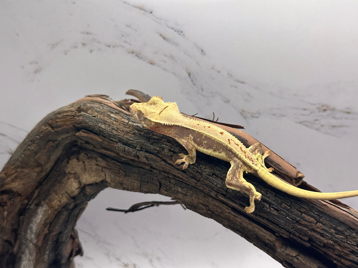 Juvenile Lily White Crested Gecko LW-03J