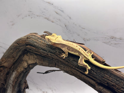 Juvenile Lily White Crested Gecko LW-03J