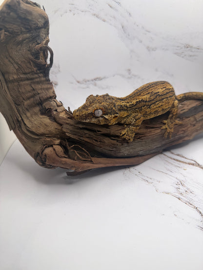 female Gargoyle Gecko GA-1