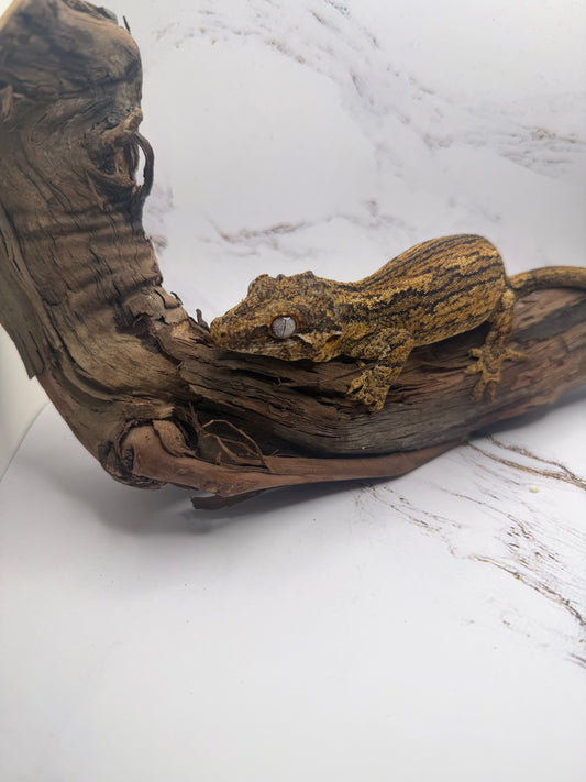 female Gargoyle Gecko GA-1