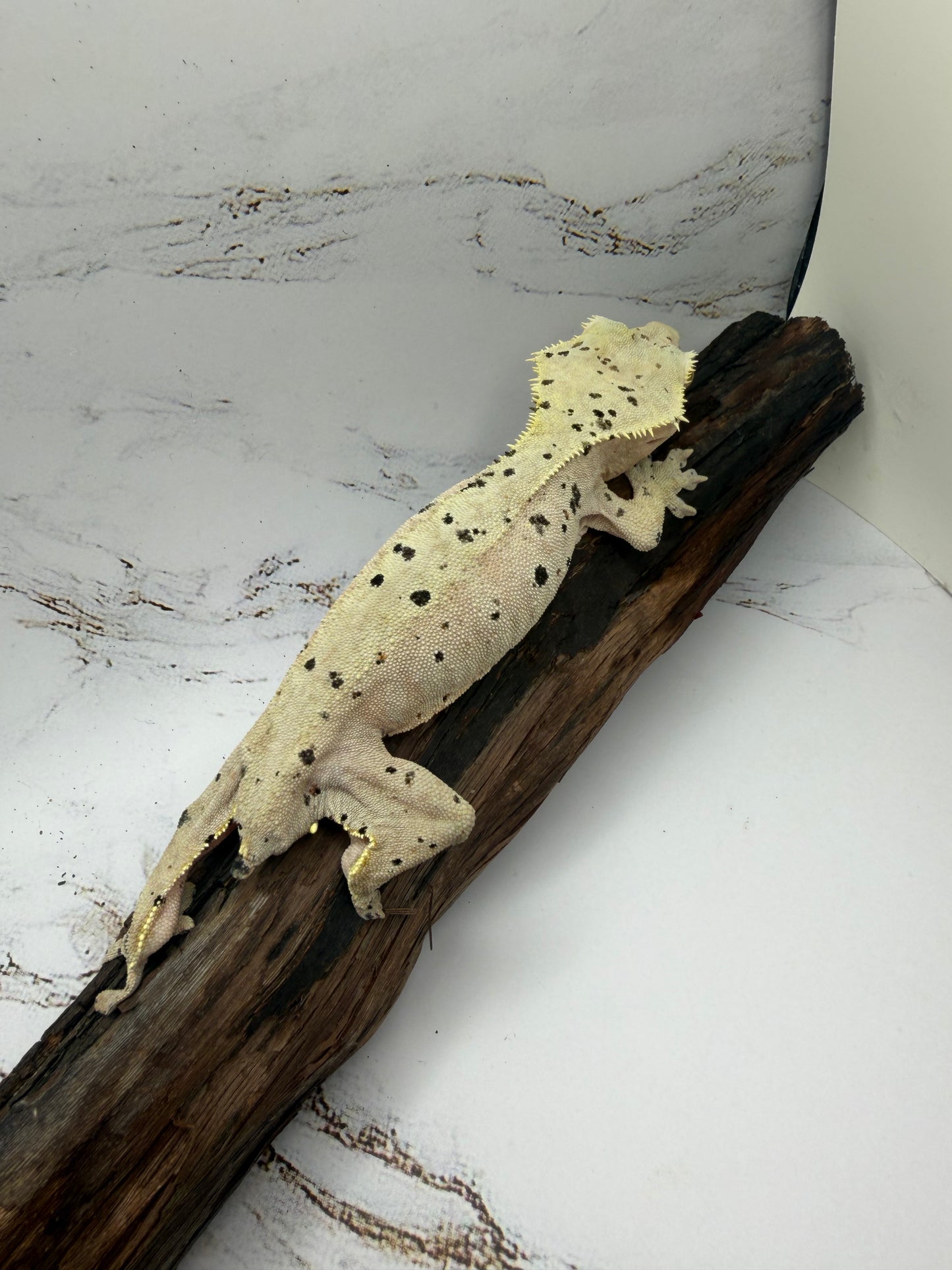 Dalmatian Female Crested Gecko CC-02