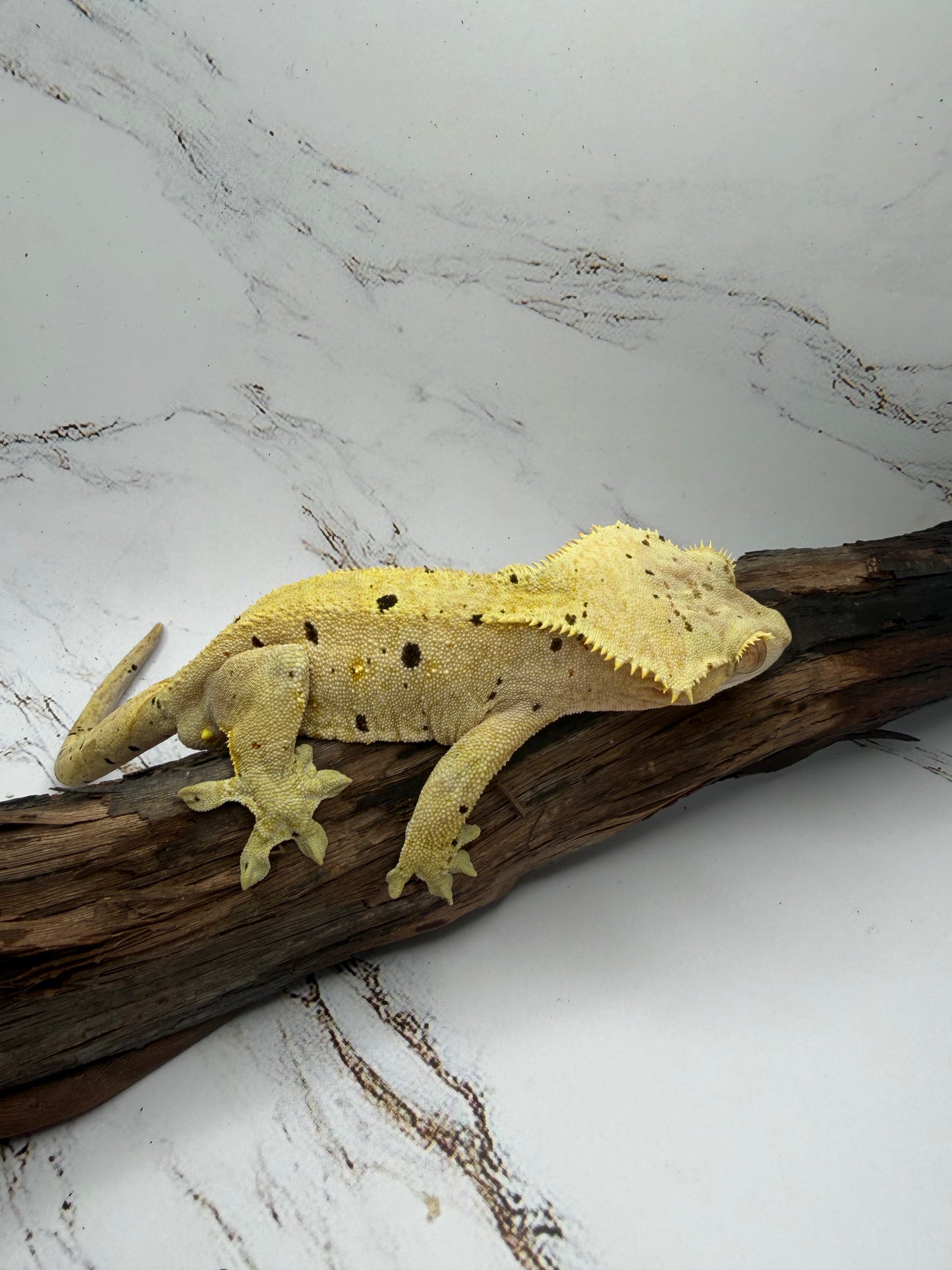 Dalmatian Male Crested Gecko CC