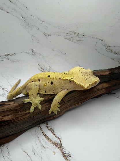 Dalmatian Male Crested Gecko CC
