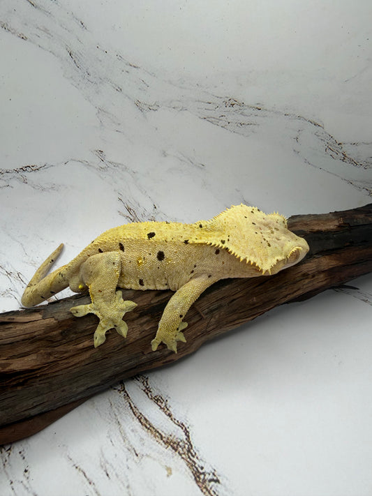 Dalmatian Male Crested Gecko CC