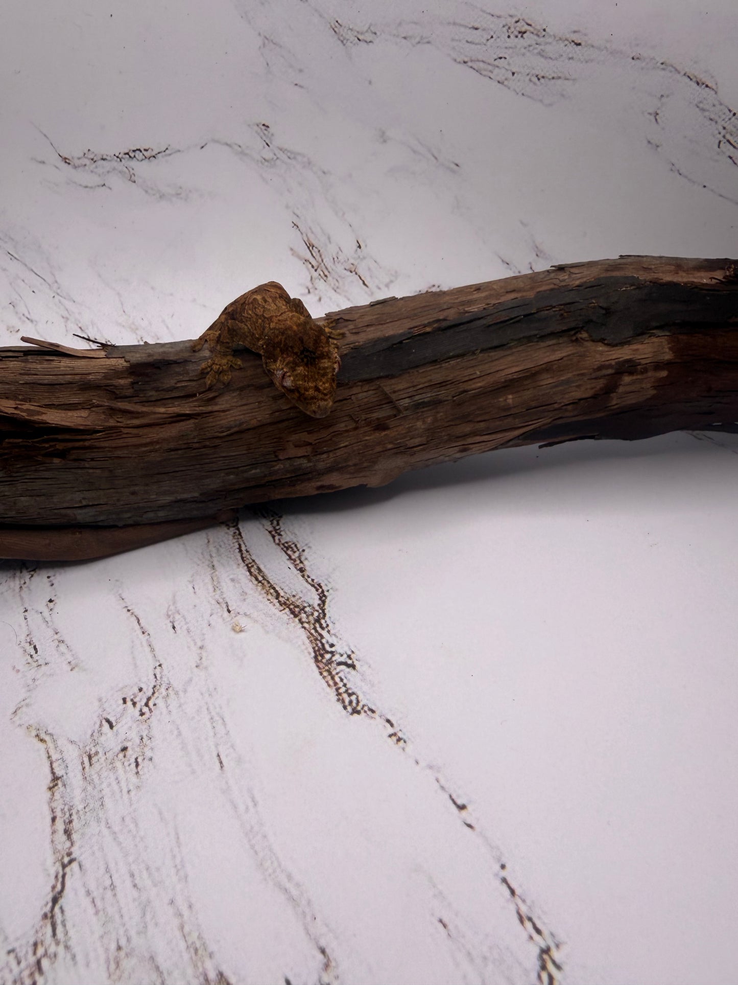 Main Island Chahoua Gecko Juv