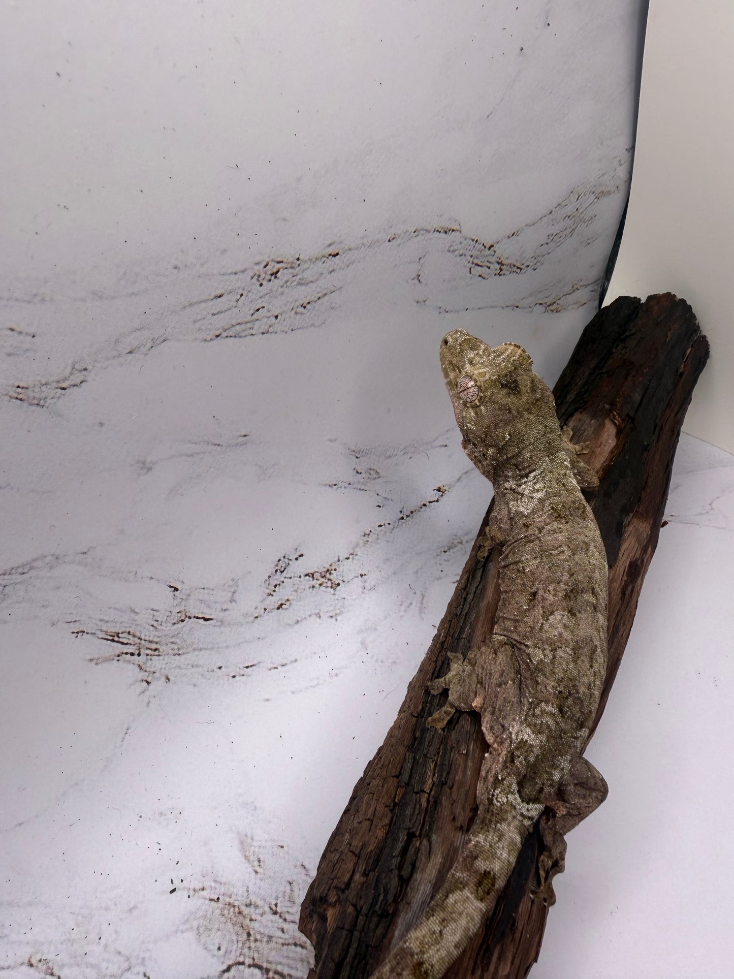 White collar Chahoua Gecko Juv