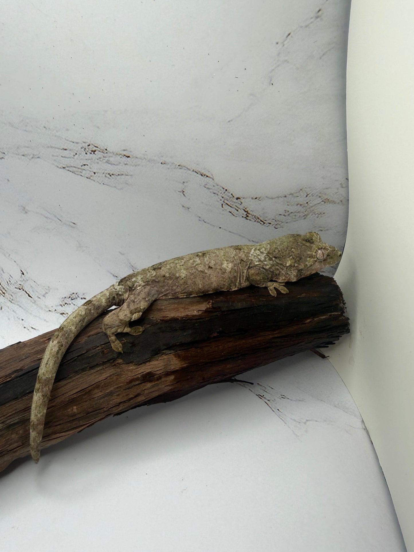 White collar Chahoua Gecko Juv