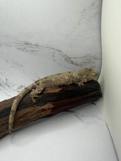 White collar Chahoua Gecko Juv