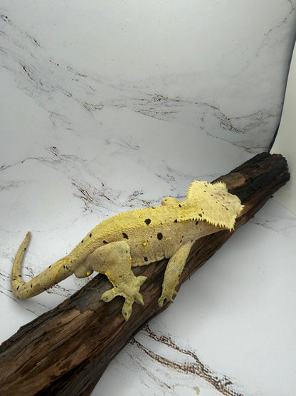 Dalmatian Male Crested Gecko CC