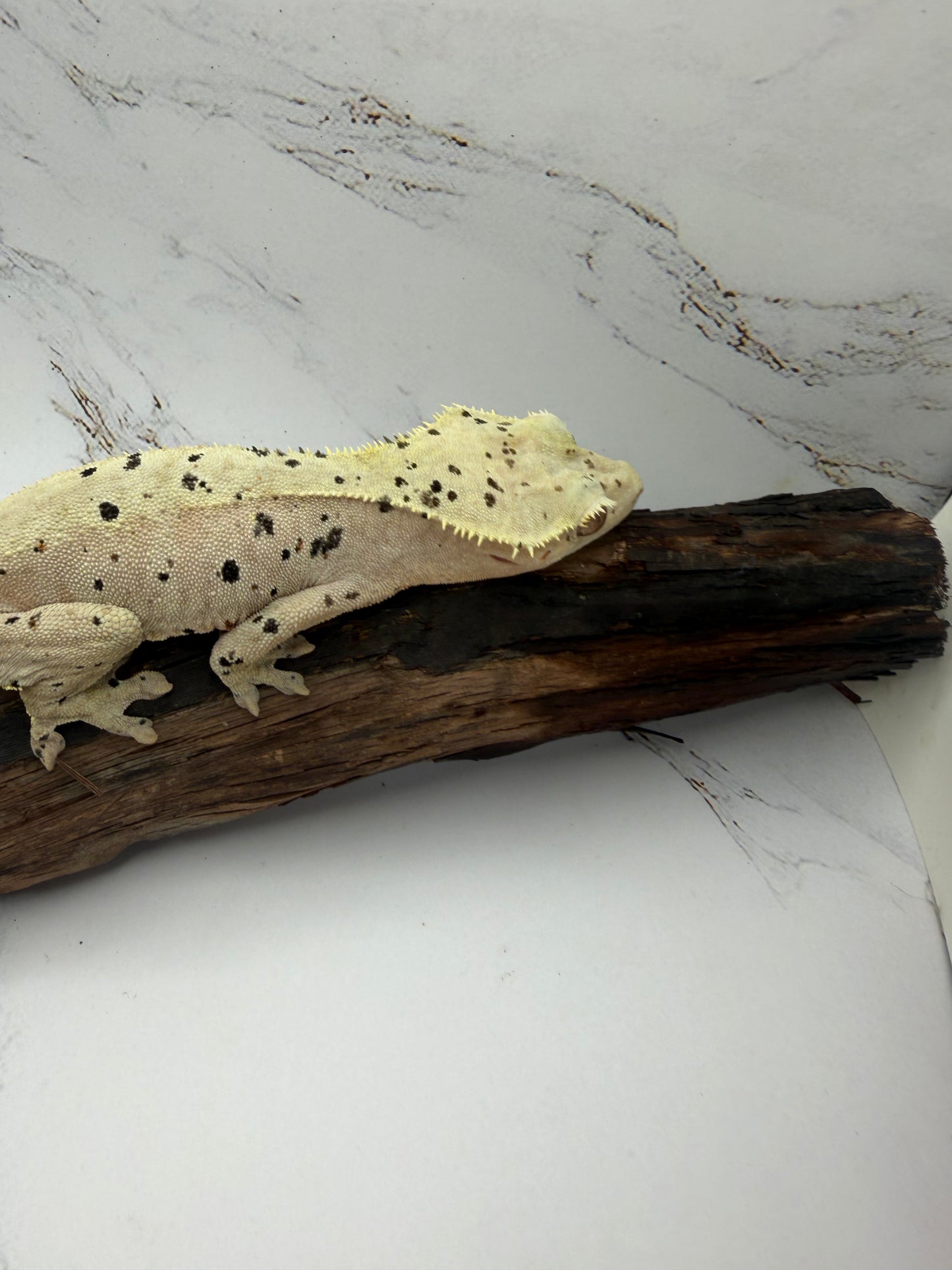 Dalmatian Female Crested Gecko CC-02