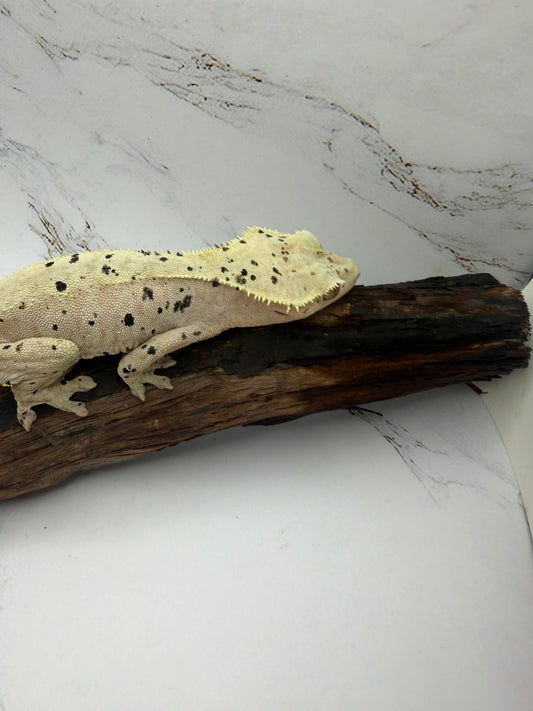 Dalmatian Female Crested Gecko CC-02