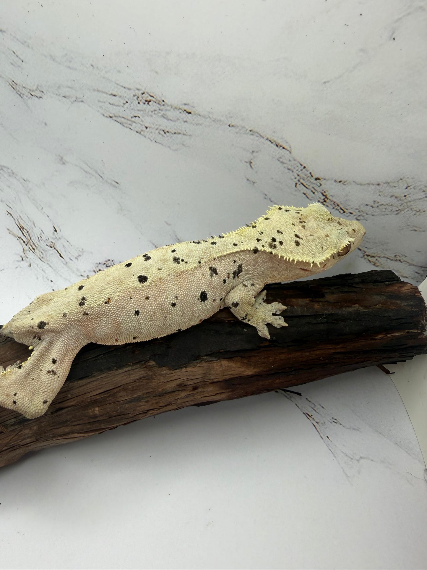 Dalmatian Female Crested Gecko CC-02