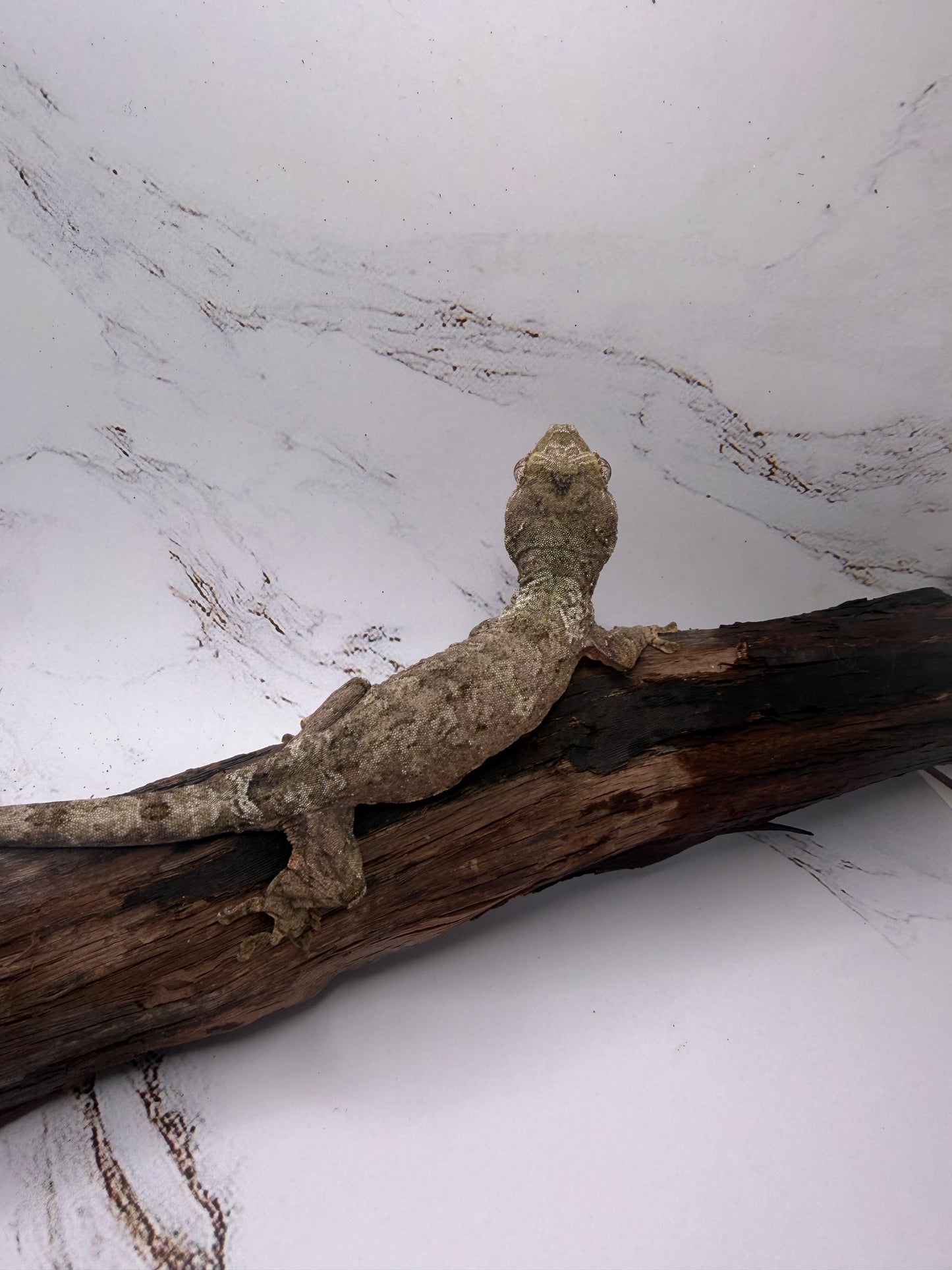 White collar Chahoua Gecko Juv