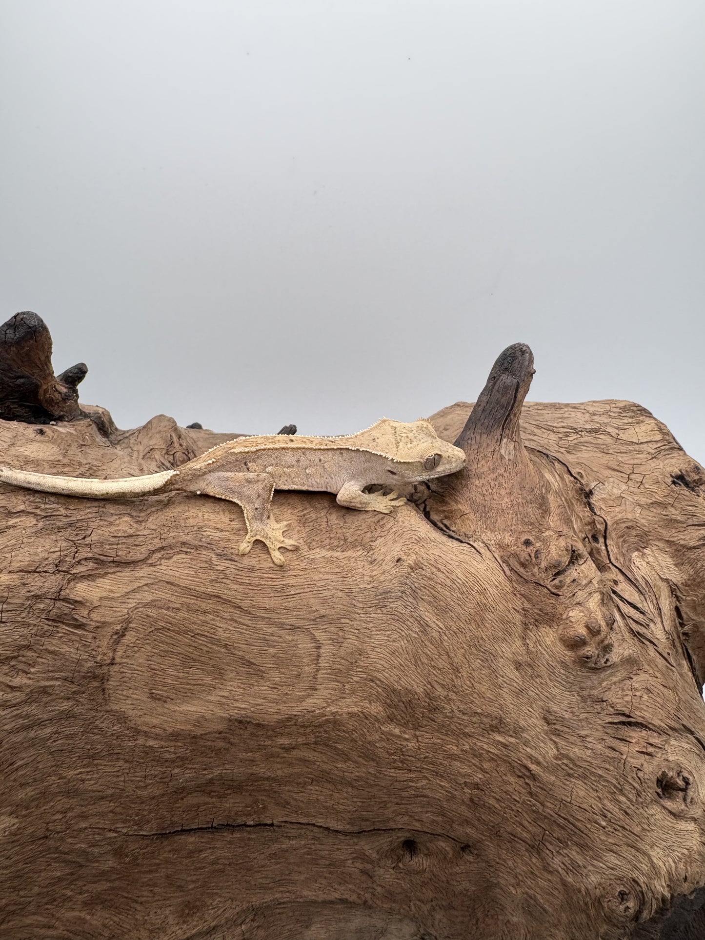 Juvenile Harlequin Partial Pinstipe 66% Axanthic OC2-02M