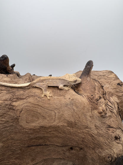 Juvenile Harlequin Partial Pinstipe 66% Axanthic OC2-02M