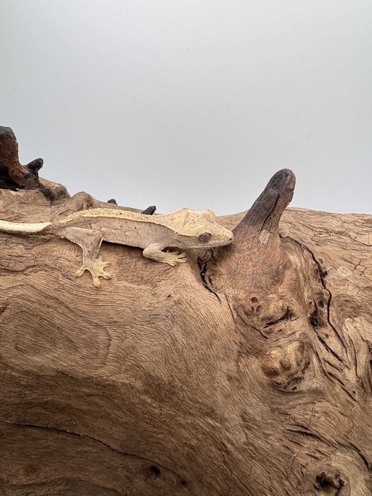 Juvenile Harlequin Partial Pinstipe 66% Axanthic OC2-02M