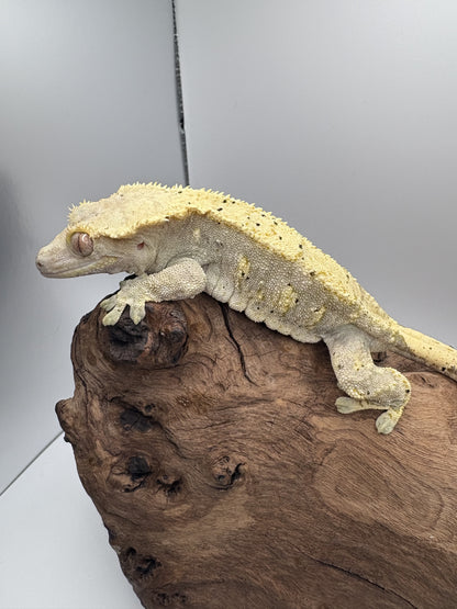 Female Dalmation Crested Gecko MC-004F