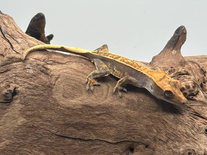 Juvenile Harlequin Crested Gecko NC-21j