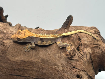 Juvenile Harlequin Crested Gecko NC-21j