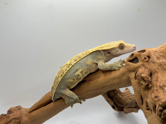 Harlequin Female Crested Gecko Cc-05f ON HOLD!