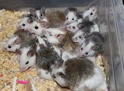 Frozen African Soft Fur Rat, Adult