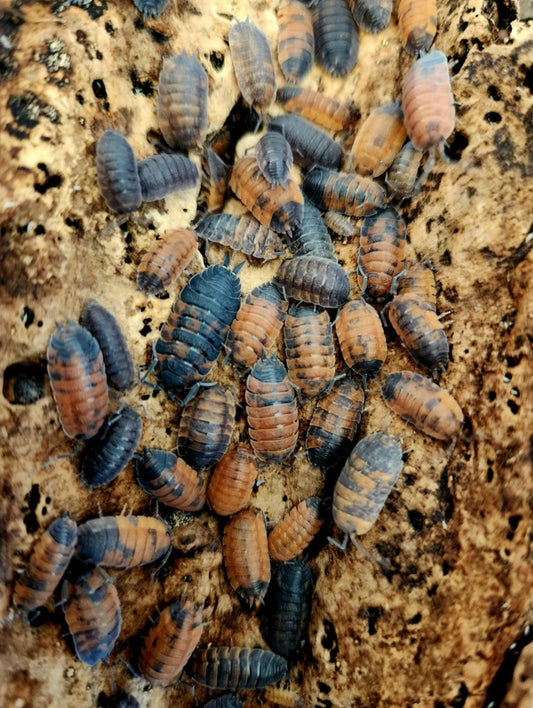 Lava isopods(Porcellio Scaber)