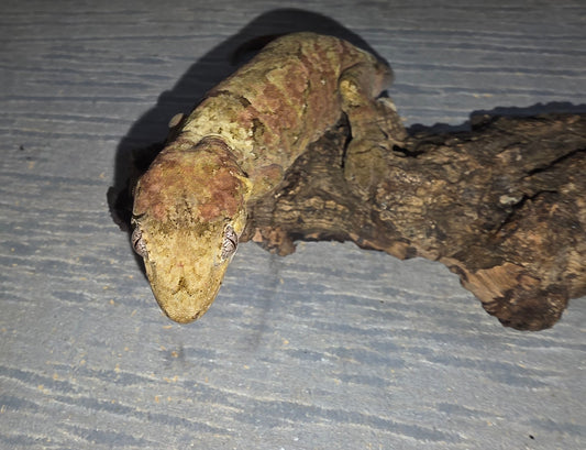 Female Chahoua Gecko
