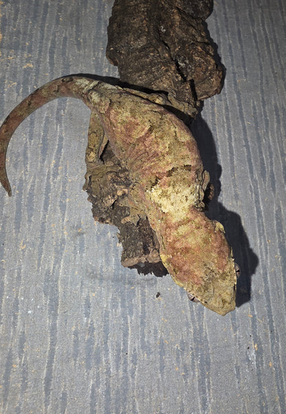 Female Chahoua Gecko