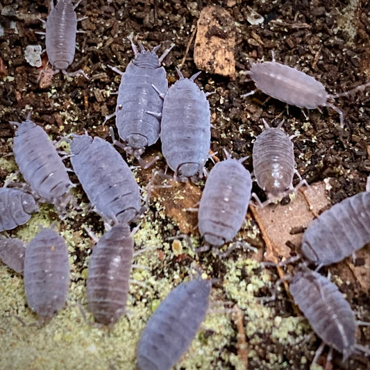 Powder blue isopods (Porcellionides pruinosus)