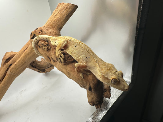 Dalmation Male Crested Gecko Mc1-40m