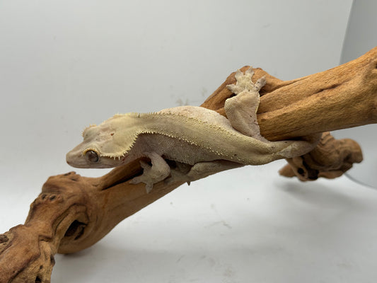 Male Phantom Crested Gecko Mc1-28m