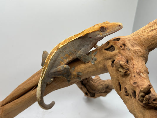 Harlequin Male Crested Gecko Mc2-07m