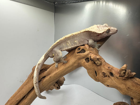 Harlequin Male Crested Gecko MC2-08M