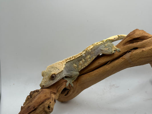 Harlequin Male Crested Gecko Mc1-30m