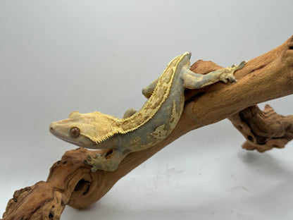 Harlequin Female Crested Gecko Cc-05f ON HOLD!